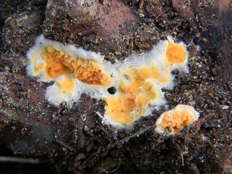 9) Fotogr.il 27.12.2014.sotto pineta con Leccio lign.di pigna