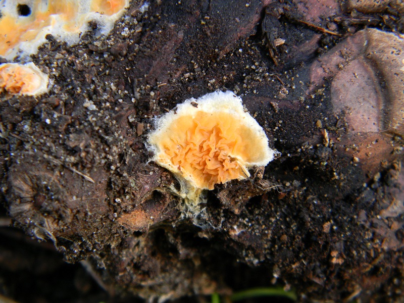 9) Fotogr.il 27.12.2014.sotto pineta con Leccio lign.di pigna