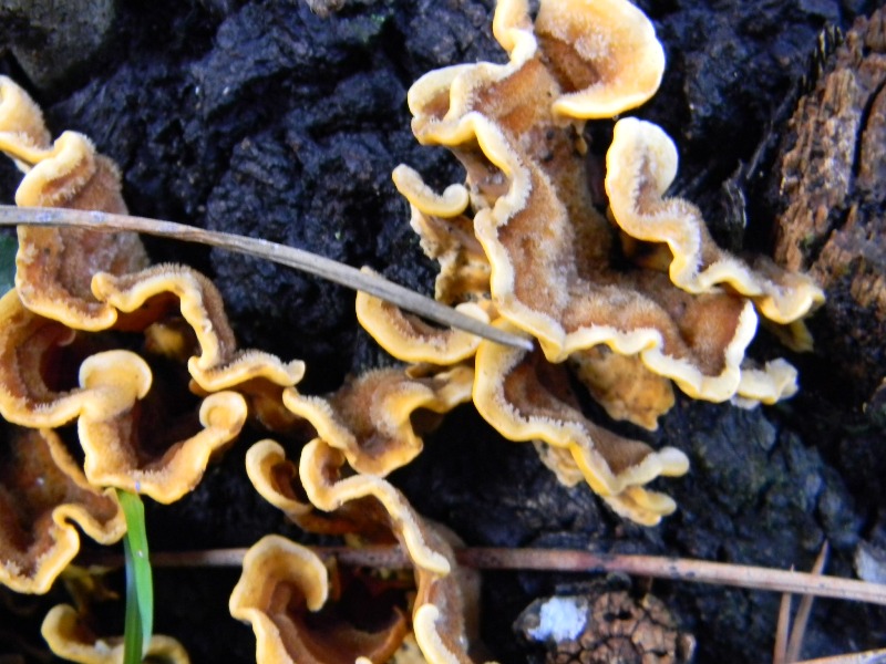 13) Fotogr. il 18.01.2013. sotto pineta marina con Leccio