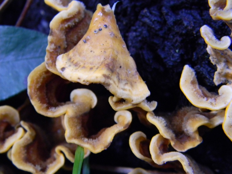 13) Fotogr. il 18.01.2013. sotto pineta marina con Leccio