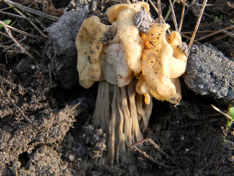 10)Fot.il.27.12.2014.sotto pineta con Lec.ultimo ritrov.