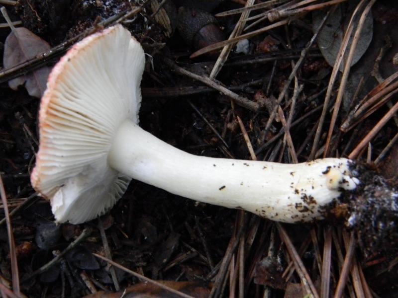 14) Fotogr. il 18.01.2013. sotto pineta marina con Leccio