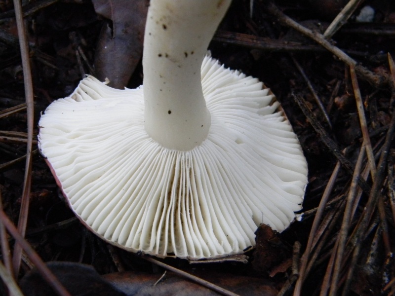 14) Fotogr. il 18.01.2013. sotto pineta marina con Leccio