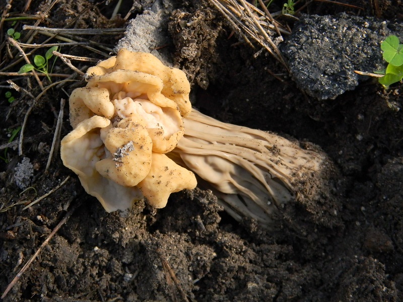 10)Fot.il.27.12.2014.sotto pineta con Lec.ultimo ritrov.