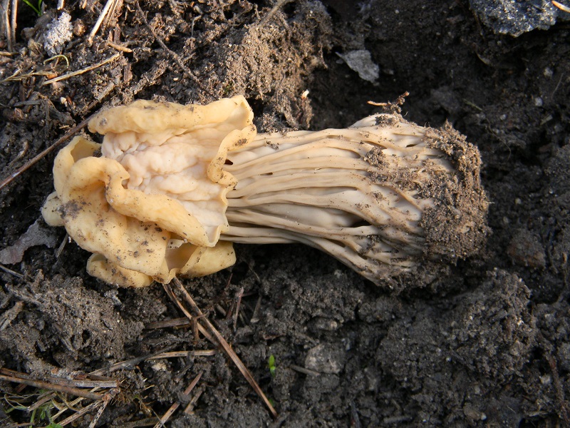 10)Fot.il.27.12.2014.sotto pineta con Lec.ultimo ritrov.