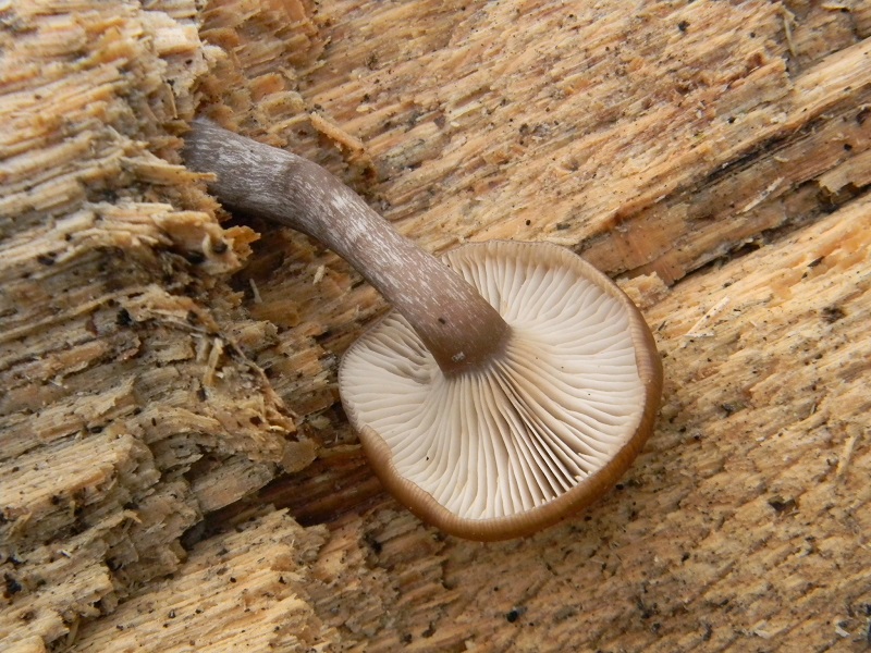 2) Fotogr.il 3.1.2015.sotto Quercia legnicolo