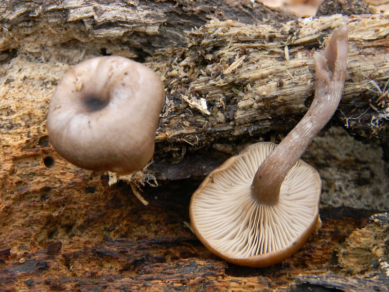 2) Fotogr.il 3.1.2015.sotto Quercia legnicolo