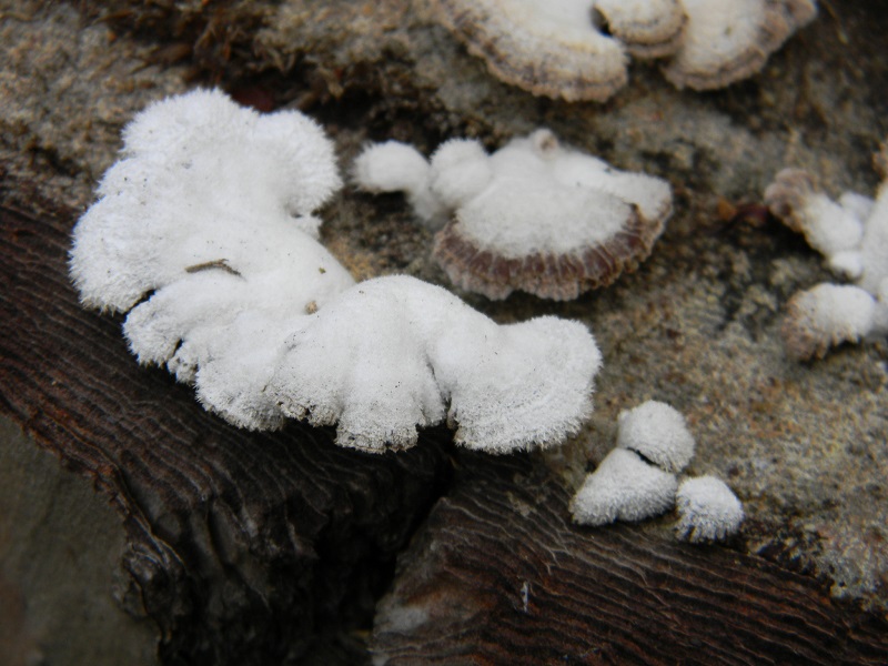 1)Fotogr.il 10.1.2015.sotto pineta marina con Leccio lignicolo