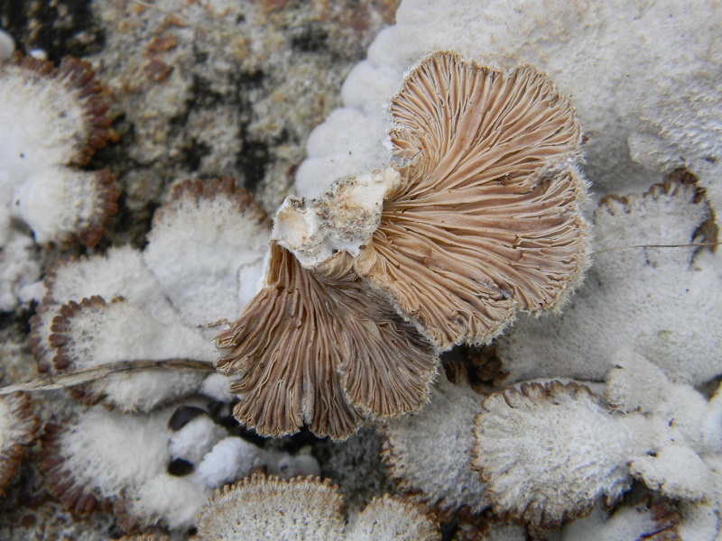 1)Fotogr.il 10.1.2015.sotto pineta marina con Leccio lignicolo