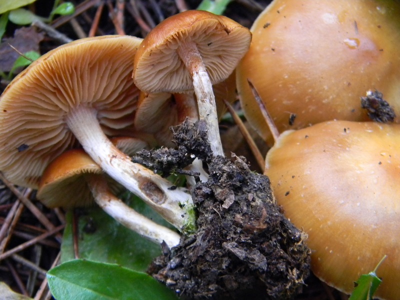 12) Fotogr.il 10.1.2015.sotto pineta marina con Leccio