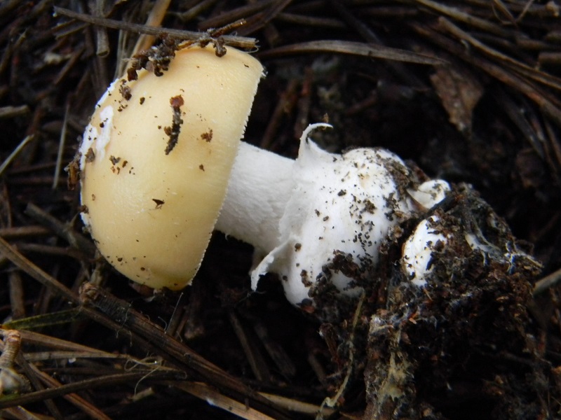 8) Fotogr.il 10.1.2015.sotto pineta marina con Leccio