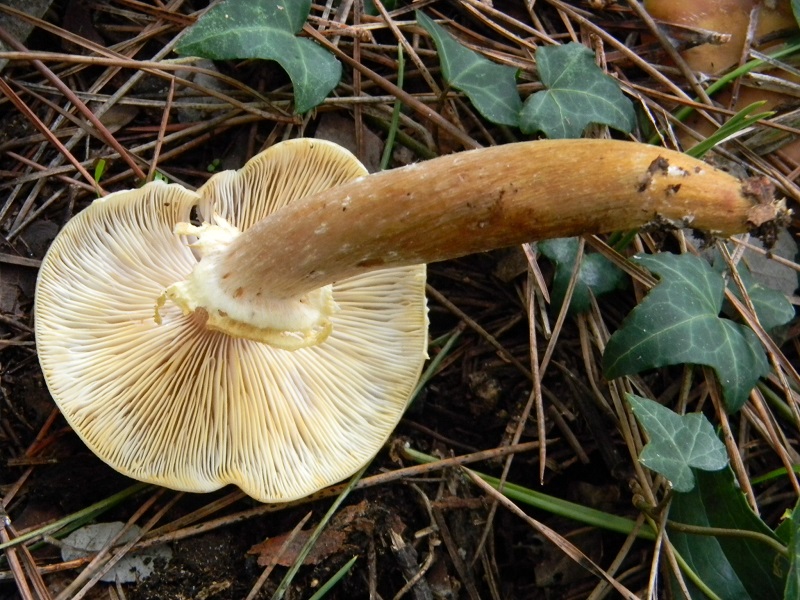 2) Fotogr.il 10.1.2015.sotto pineta marina con Leccio