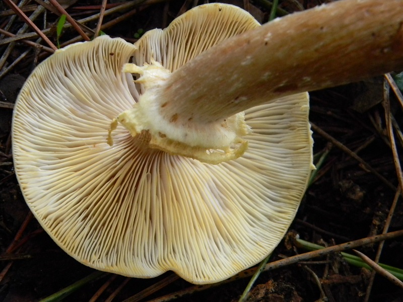 2) Fotogr.il 10.1.2015.sotto pineta marina con Leccio