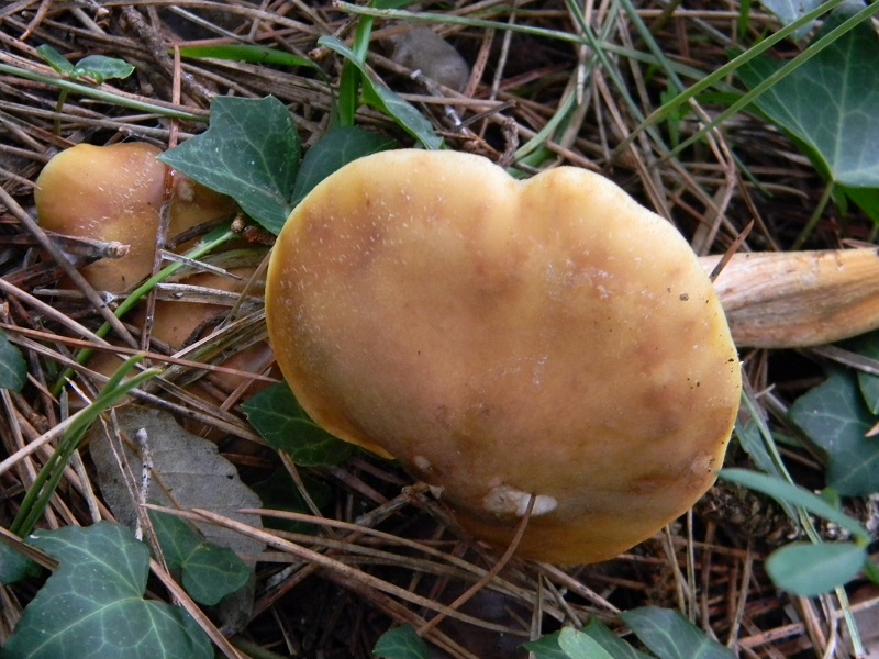 2) Fotogr.il 10.1.2015.sotto pineta marina con Leccio