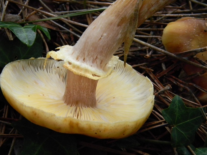 2) Fotogr.il 10.1.2015.sotto pineta marina con Leccio