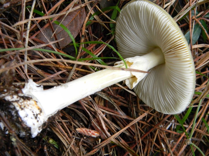 11)Fotogr.il 10.1.2015.sotto pineta marina con Leccio