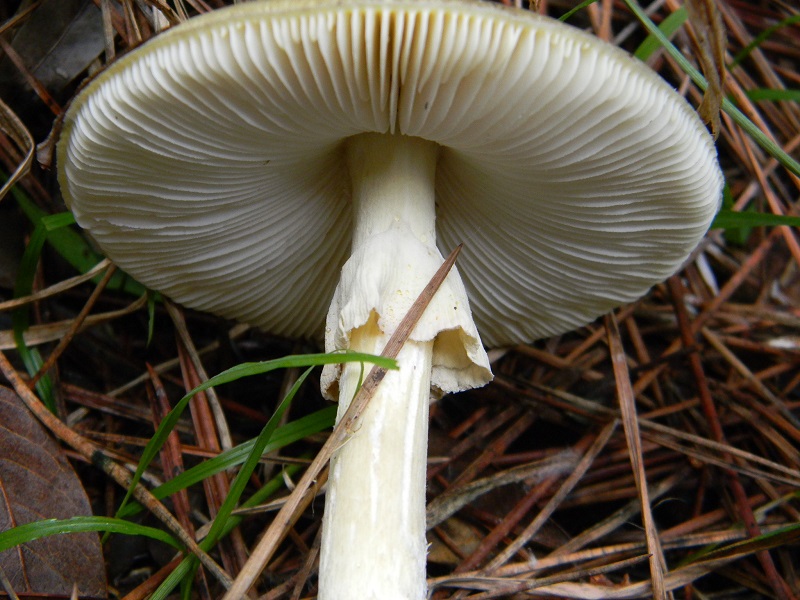 11)Fotogr.il 10.1.2015.sotto pineta marina con Leccio