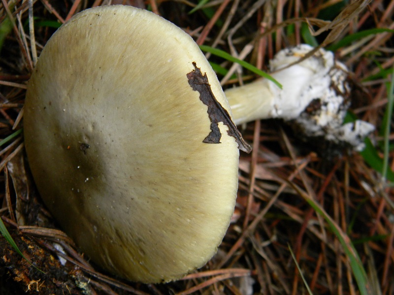 11)Fotogr.il 10.1.2015.sotto pineta marina con Leccio