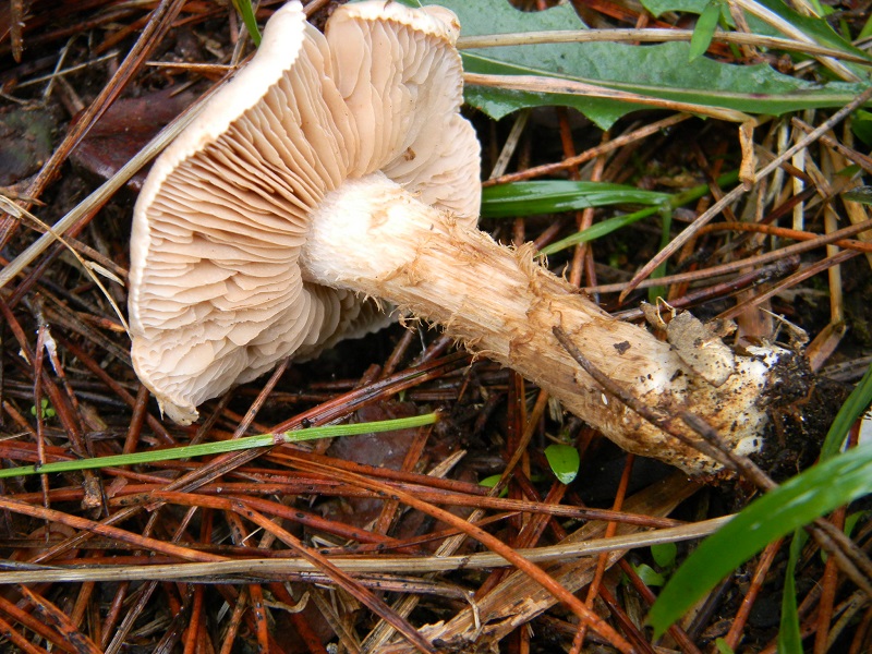 9) Fotogr.il 10.1.2015.sotto pineta marina con Leccio