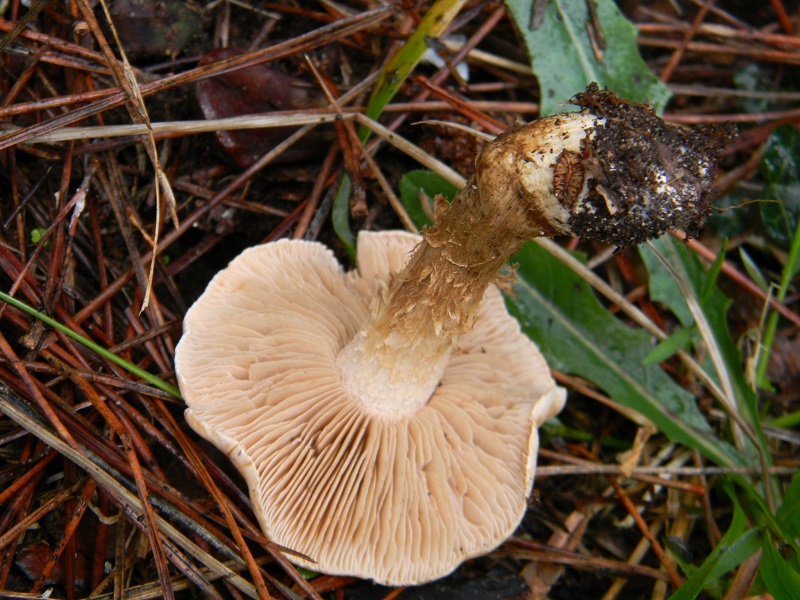 9) Fotogr.il 10.1.2015.sotto pineta marina con Leccio