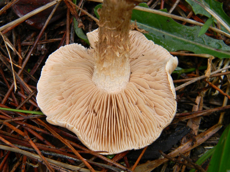 9) Fotogr.il 10.1.2015.sotto pineta marina con Leccio