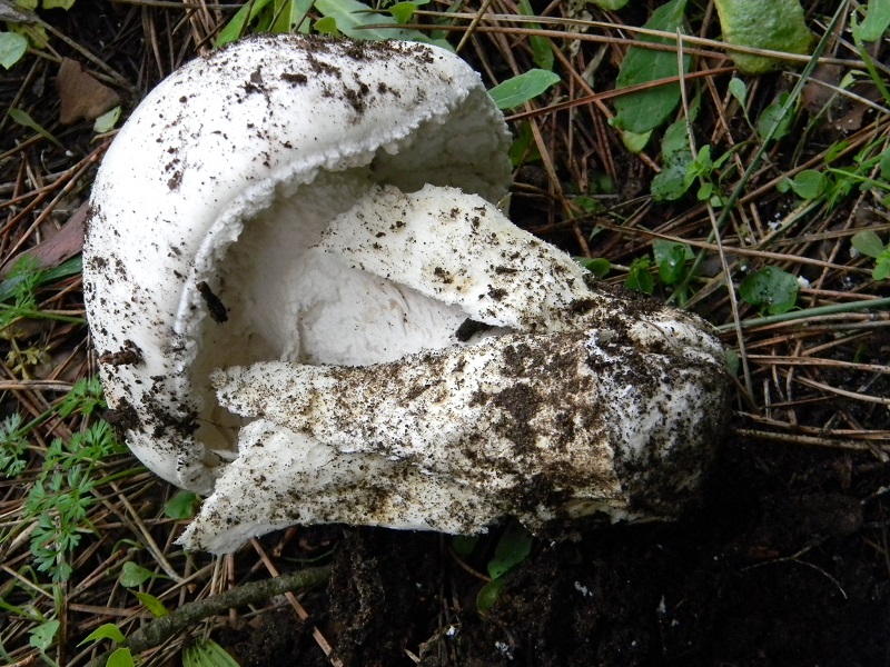 13) Fotogr.il 10.1.2015.sotto pineta con leccio ult.ritrov.