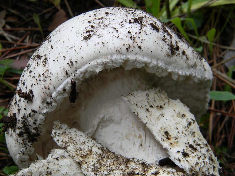 13) Fotogr.il 10.1.2015.sotto pineta con leccio ult.ritrov.