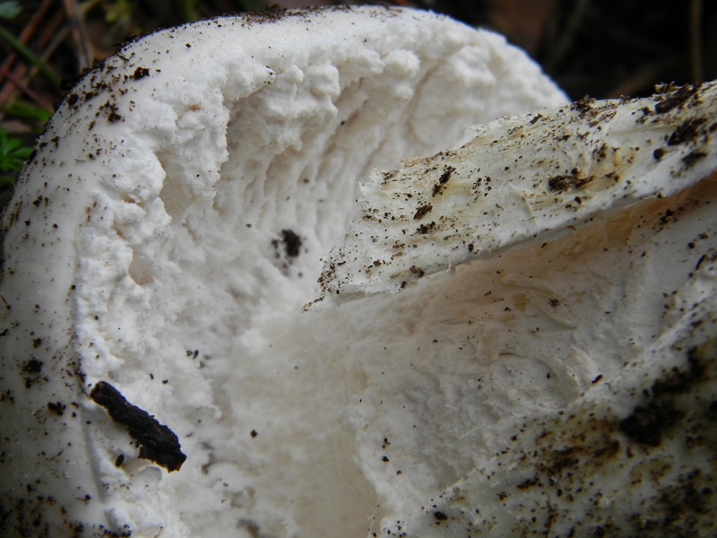 13) Fotogr.il 10.1.2015.sotto pineta con leccio ult.ritrov.