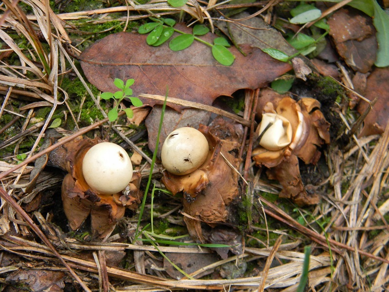 3) Fotogr.il 10.1.2015.sotto pineta marina con Leccio