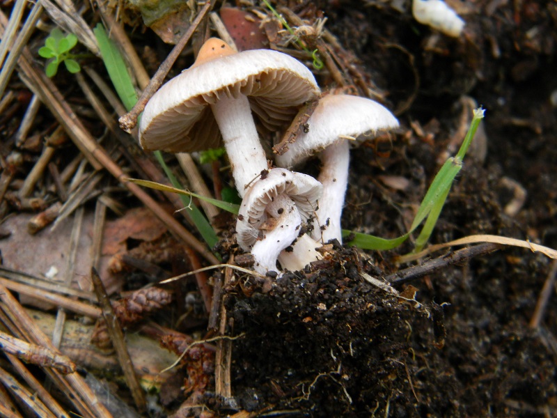 7) Fotogr.il 10.1.2015.sotto pineta marina con Leccio