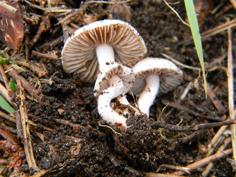 7) Fotogr.il 10.1.2015.sotto pineta marina con Leccio