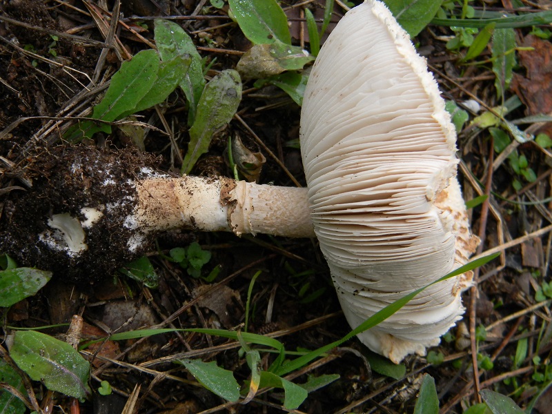 5) Fotogr.il 10.1.2015.sotto pineta marina con Leccio