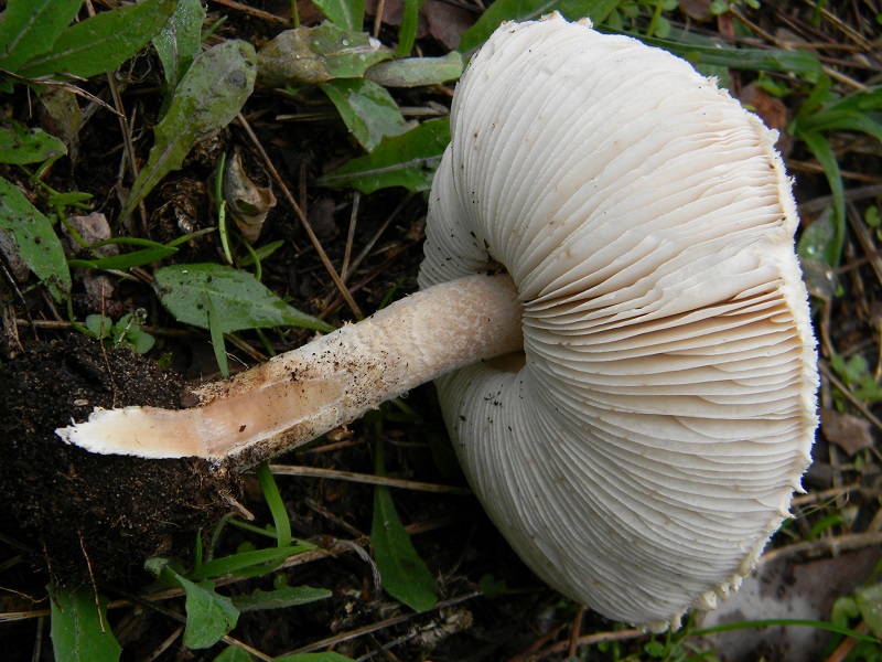 5) Fotogr.il 10.1.2015.sotto pineta marina con Leccio