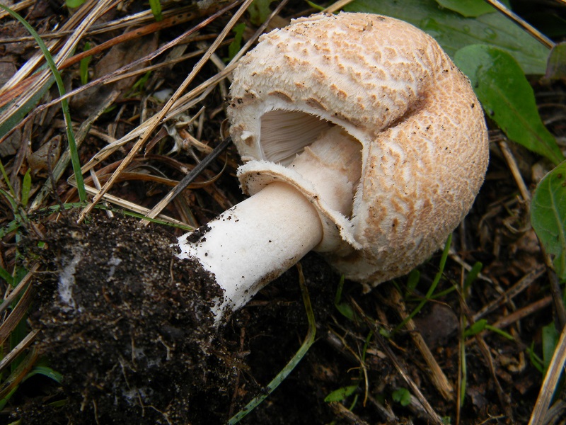 10) Fotogr.il 10.1.2015.sotto pineta marina con Leccio