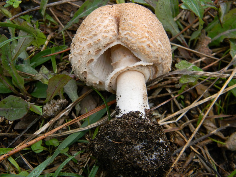 10) Fotogr.il 10.1.2015.sotto pineta marina con Leccio