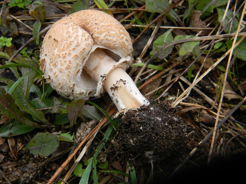 10) Fotogr.il 10.1.2015.sotto pineta marina con Leccio