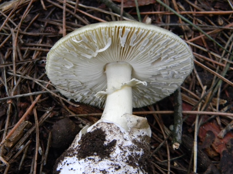 9) Fotogr.11.1.2015.sotto pineta con Leccio