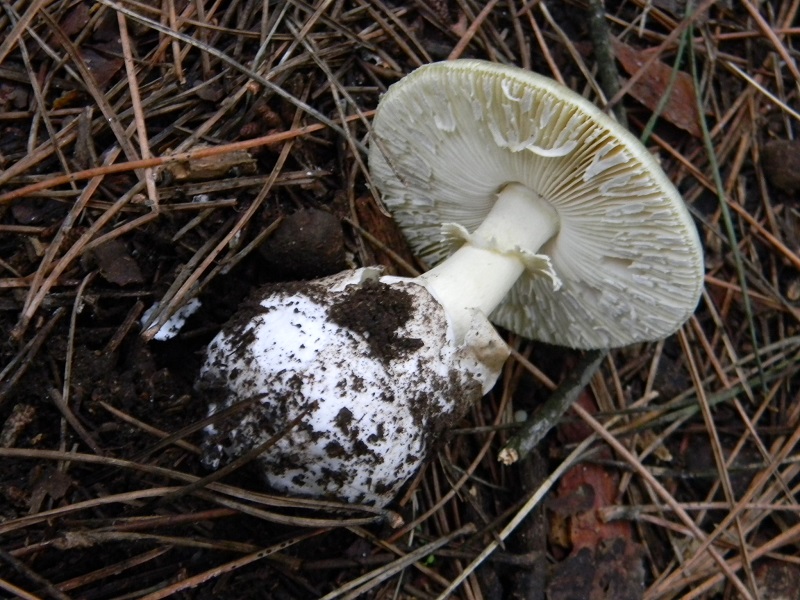 9) Fotogr.11.1.2015.sotto pineta con Leccio