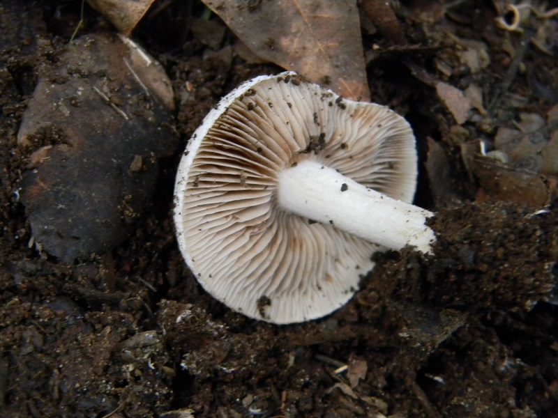 1)  Fotogr.11.1.2015.sotto pineta con Leccio