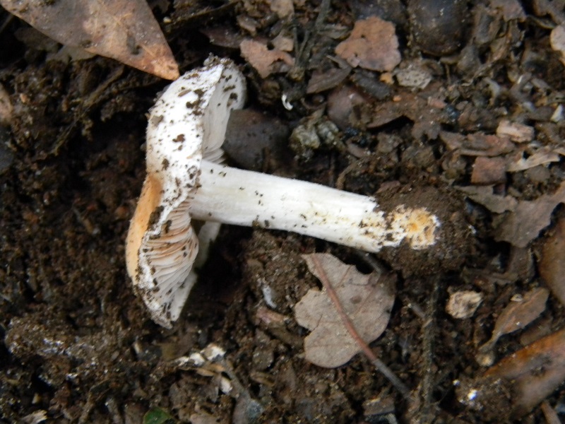 1)  Fotogr.11.1.2015.sotto pineta con Leccio