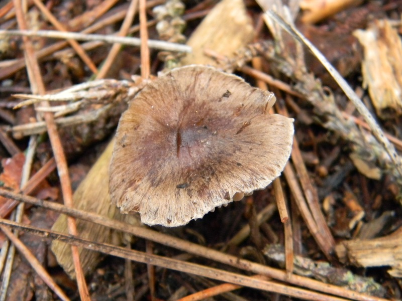 8) Fotogr.11.1.2015.sotto pineta con Leccio