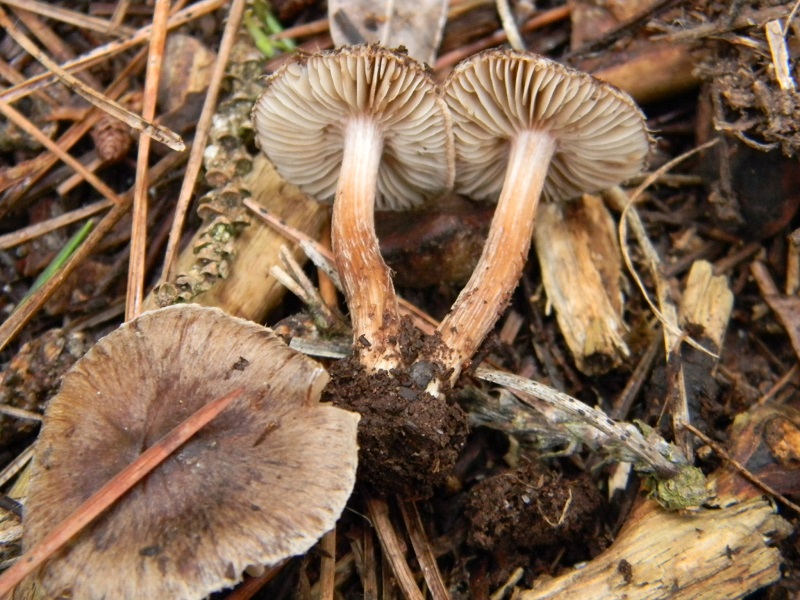 8) Fotogr.11.1.2015.sotto pineta con Leccio