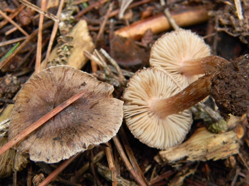 8) Fotogr.11.1.2015.sotto pineta con Leccio