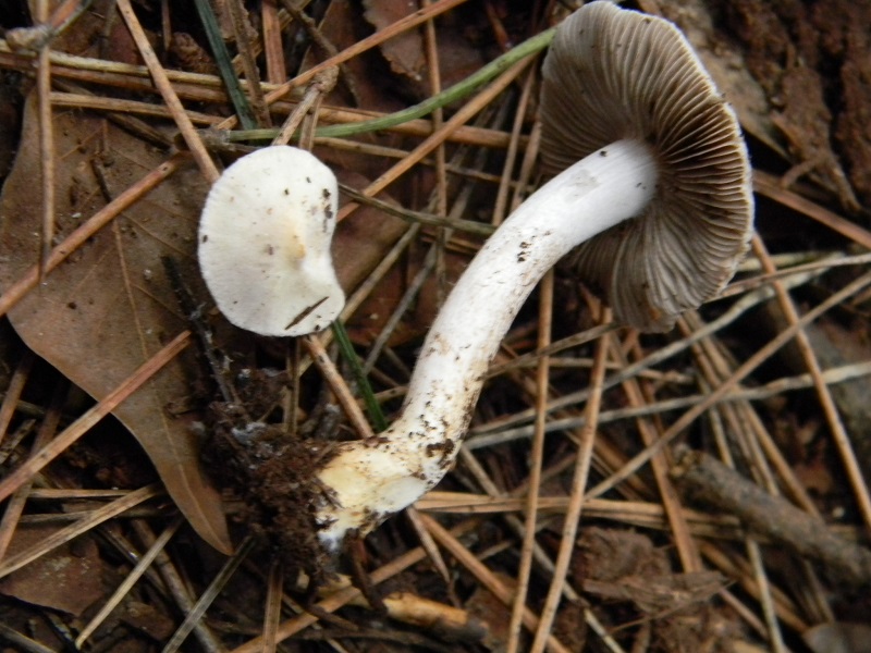 3) Fotogr.11.1.2015.sotto pineta con Leccio