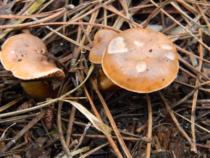 6)Fotogr.11.1.2015.sotto pineta con Leccio