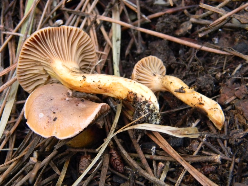 6)Fotogr.11.1.2015.sotto pineta con Leccio