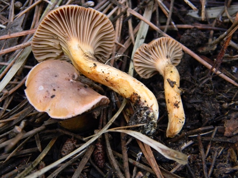 6)Fotogr.11.1.2015.sotto pineta con Leccio