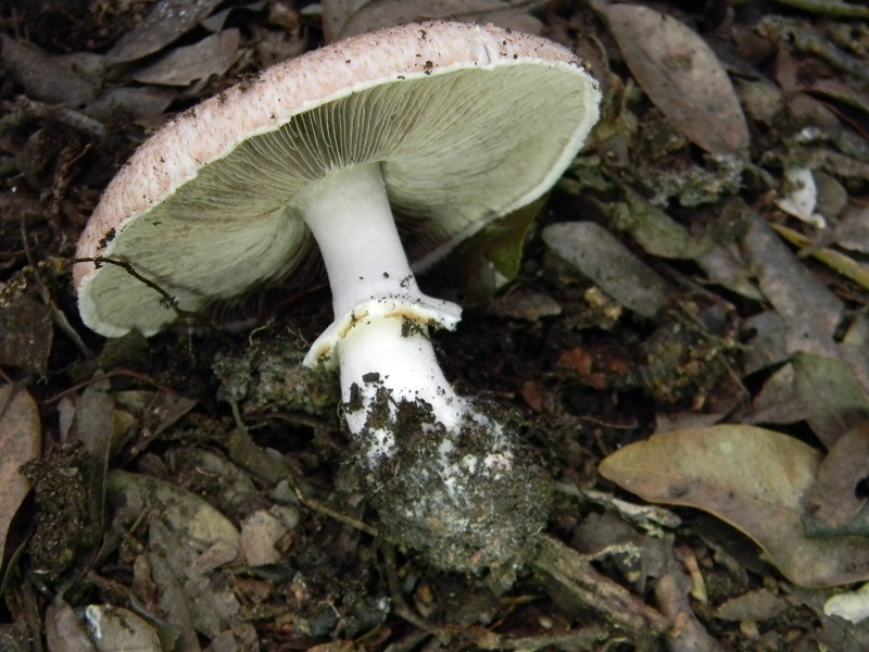 5) Fotogr.11.1.2015.sotto pineta con Leccio