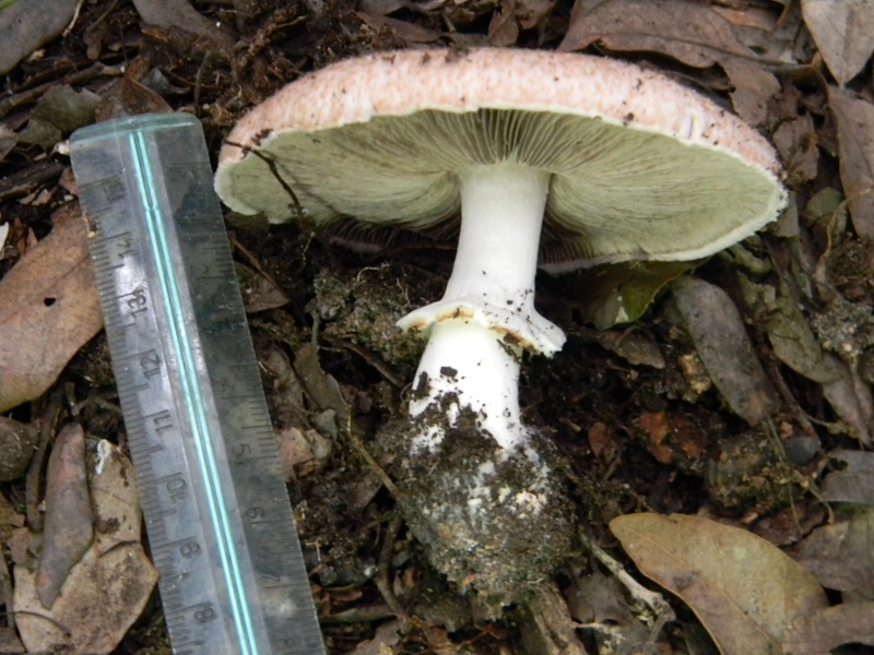 5) Fotogr.11.1.2015.sotto pineta con Leccio