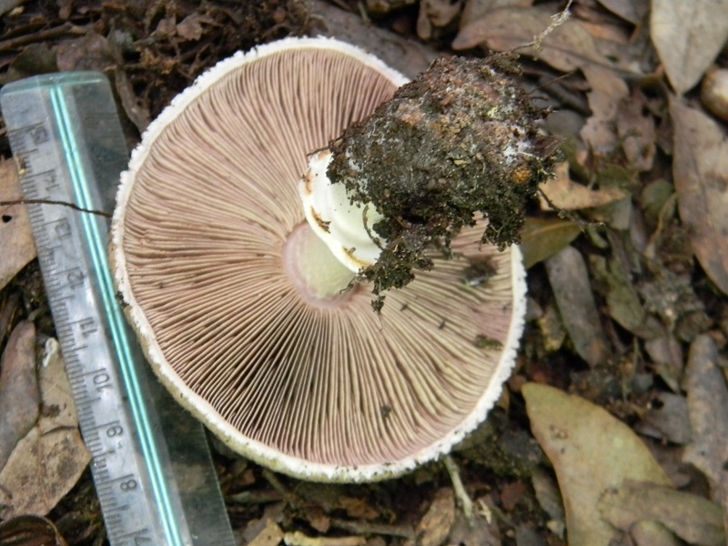 5) Fotogr.11.1.2015.sotto pineta con Leccio